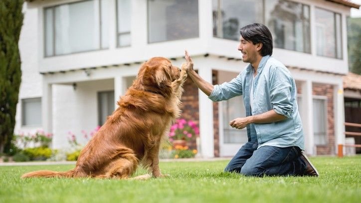 12 great brain games for dogs