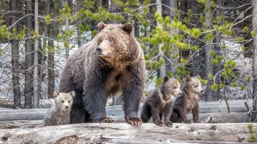 Hopeless Yellowstone tourist demonstrates the worst way to photograph bears