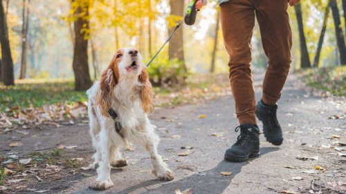 Trainer reveals the one thing you can do to help your reactive dog feel calmer and more relaxed