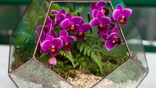How to make an orchid terrarium: experts reveal how to create one for your home