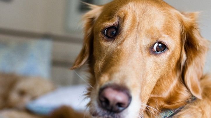 How to reduce separation anxiety in dogs: A vet's guide