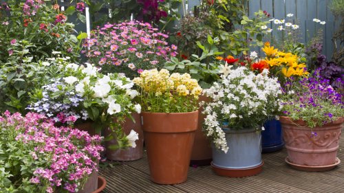 Why ALDI's self-watering planters are the ideal solution for novice gardeners