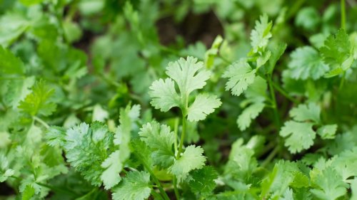 How to prune cilantro to promote growth: tips to enjoy this tasty herb for longer