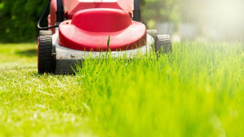 7 common lawn care mistakes you’re probably making right now