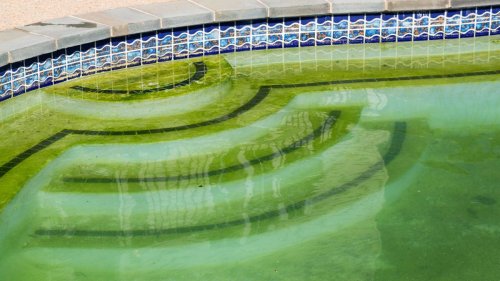 How to get rid of algae in a pool: tackle that unsightly green growth with these tips