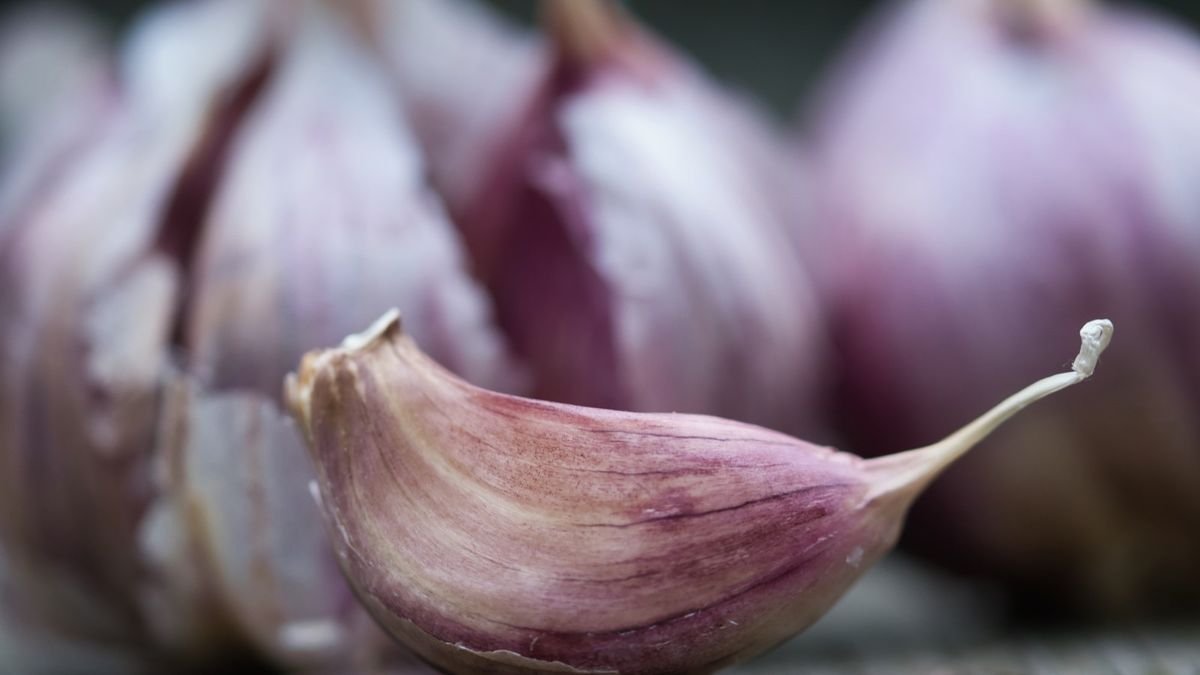 Hardneck or softneck garlic – which one should you grow in your vegetable garden?