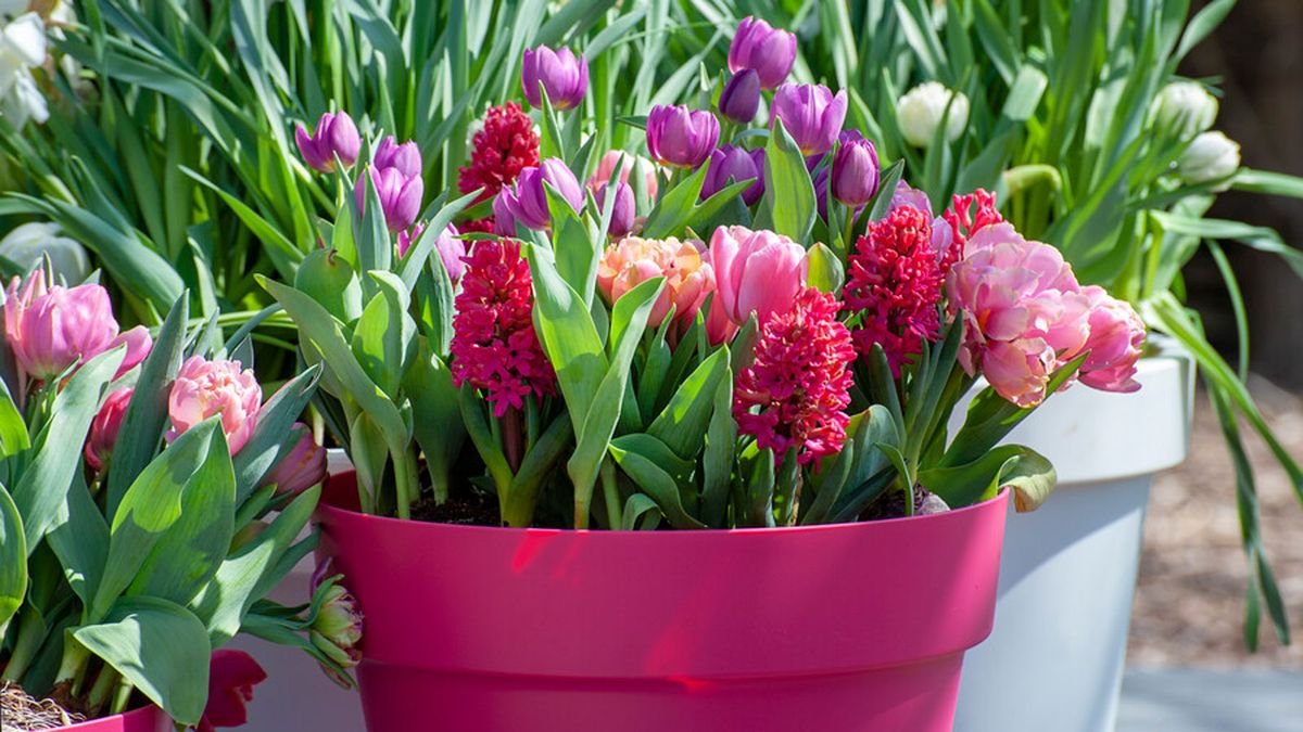 When to plant the best bulbs for Spring flowers (clue: some should go in during October)