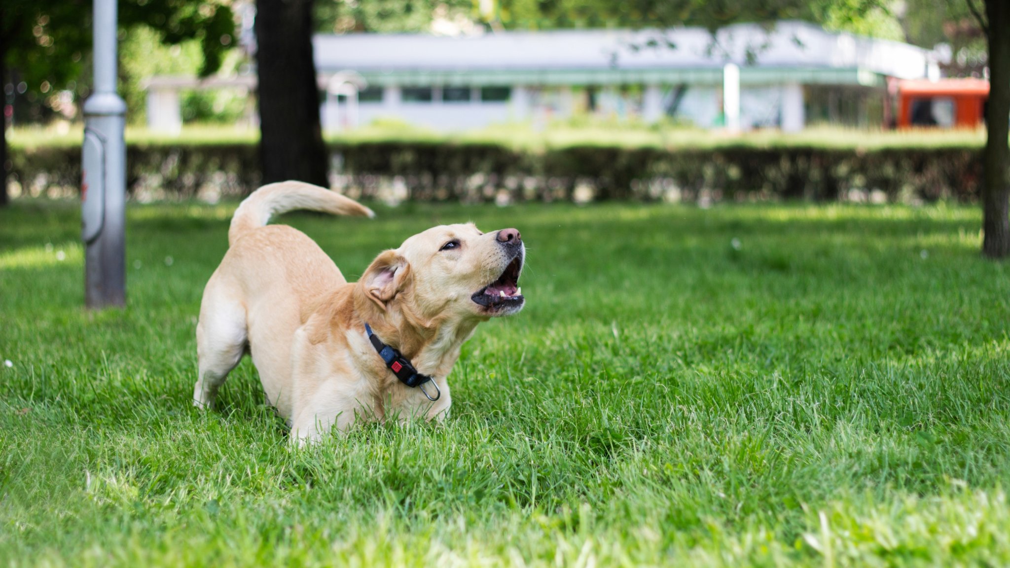 This is why dog trainers will often reinforce a growling dog, and we definitely didn't see this one coming!