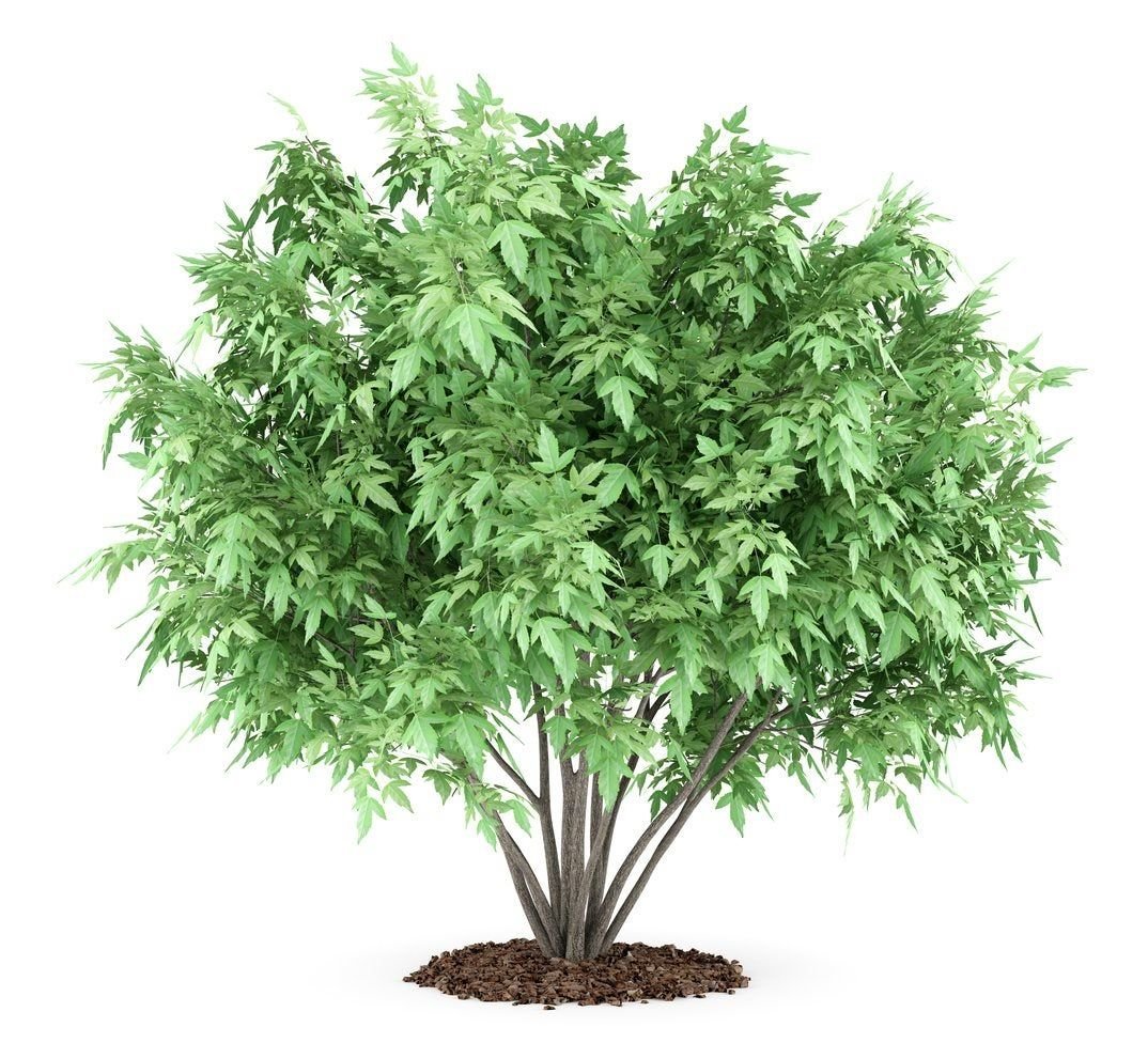 Trees For Small Spaces: Choosing The Best Trees For Urban Gardens