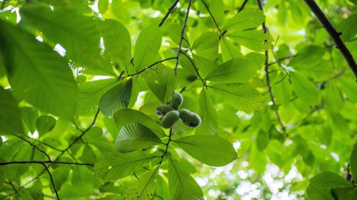 Pawpaw tree care and growing guide –expert tips on these native fruit trees