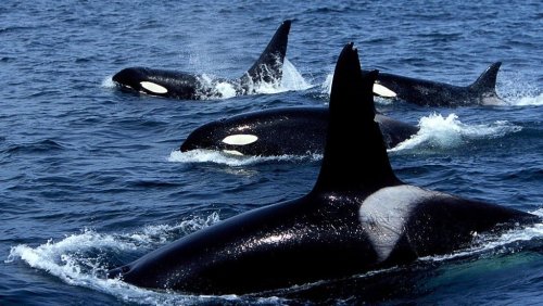 Angry Orcas: Why Are Killer Whales Attacking Sailboats?