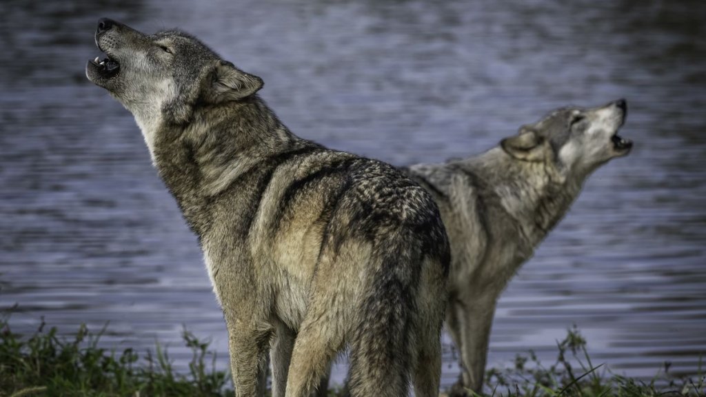 Wildlife