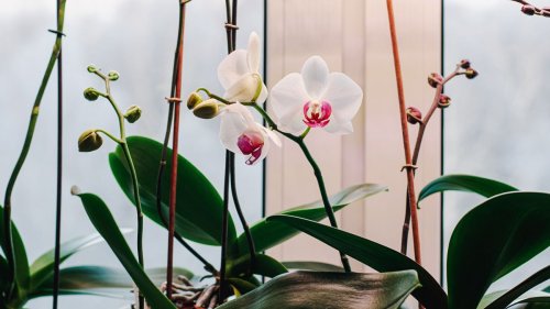 How to get an orchid to rebloom: top tips for more flowers