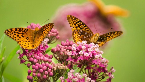 Milkweed care and growing guide: expert tips for these butterfly favorites