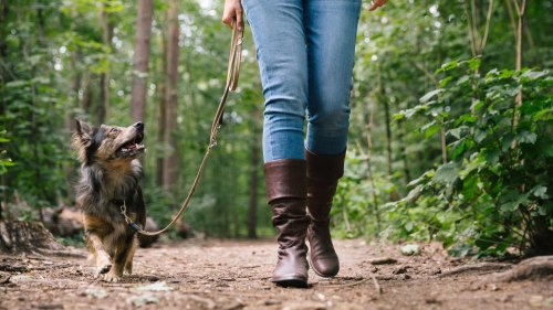 ​​Here’s how to master the art of loose-leash walking with your pup