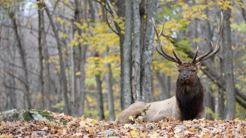 See clueless tourist learn the hard way why it's a bad idea to pet a bull elk