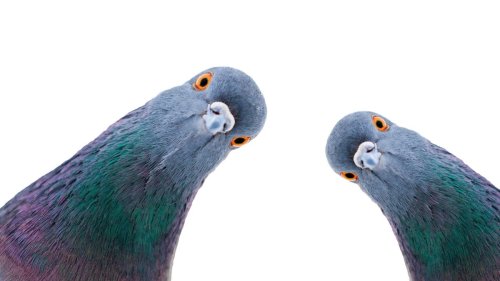 AI Learns Like a Pigeon, Researchers Say
