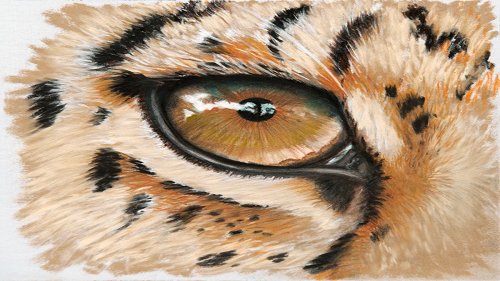 How to illustrate animal eyes