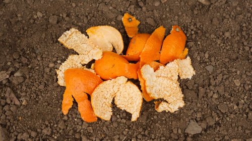 Are orange peels good for plants? Learn how to use this food waste effectively