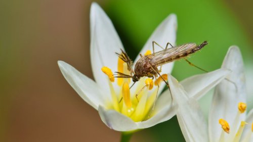 Mosquito repellent plants – 10 natural pest-deterrents for your garden