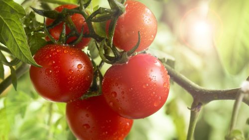 How to grow tomatoes in pots – an expert vegetable grower reveals their container tips