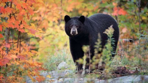 Two Canadian women mauled by bear during fall nature hike
