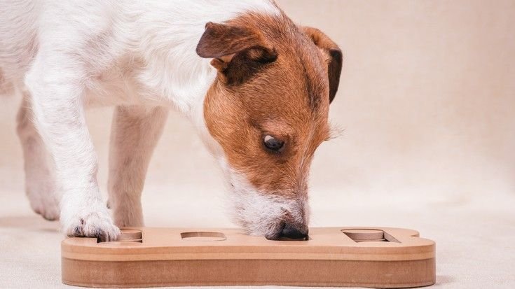 Food enrichment for dogs: Five ways to make dog food fun
