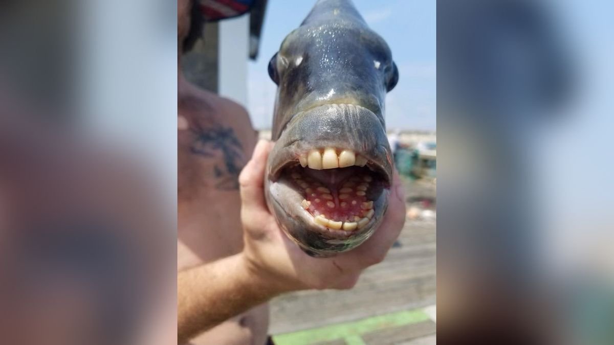 Fish with 'human teeth' caught in North Carolina