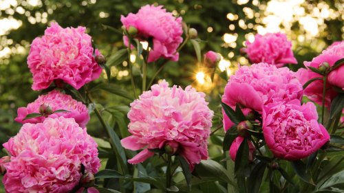How and when to fertilise peonies for bigger, brighter blooms, according to experts