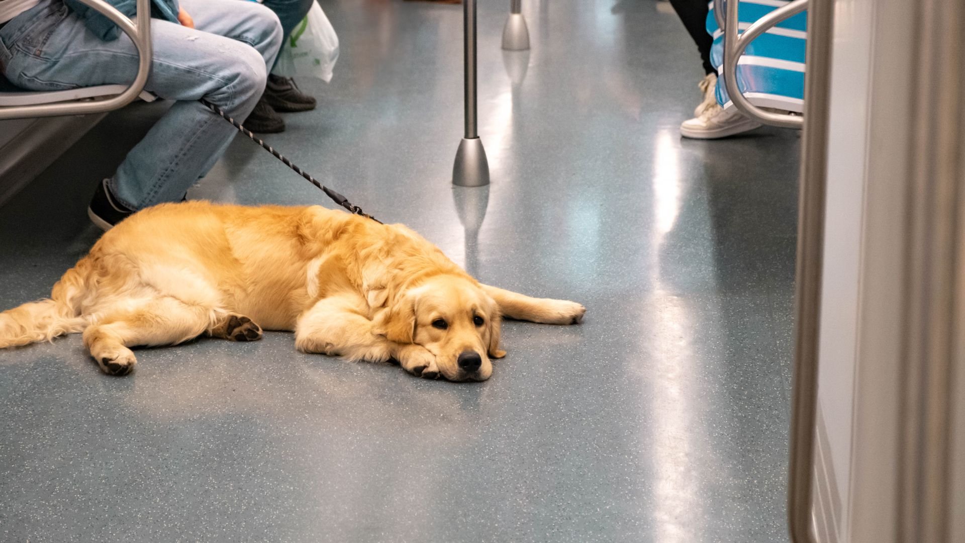 Trainer explains the secret to helping your dog master the 'down' command