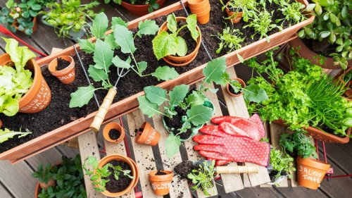 The experts reveal a wide range of vegetables suitable for balcony growing