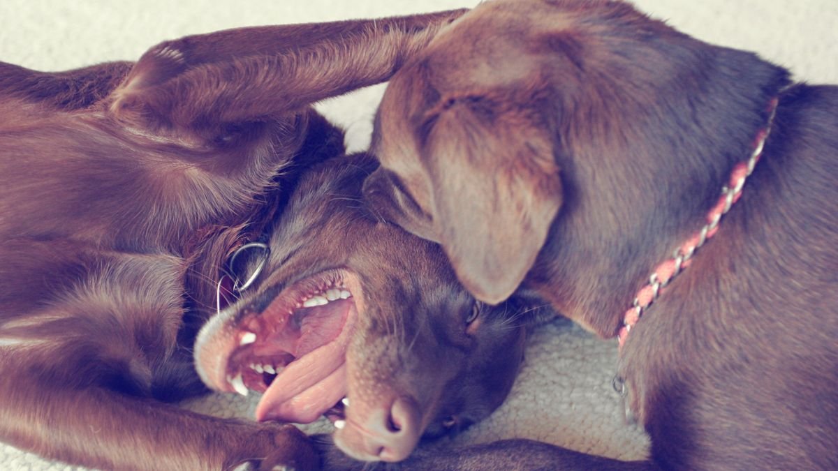 Dog play fighting: everything you need to know about the behavior