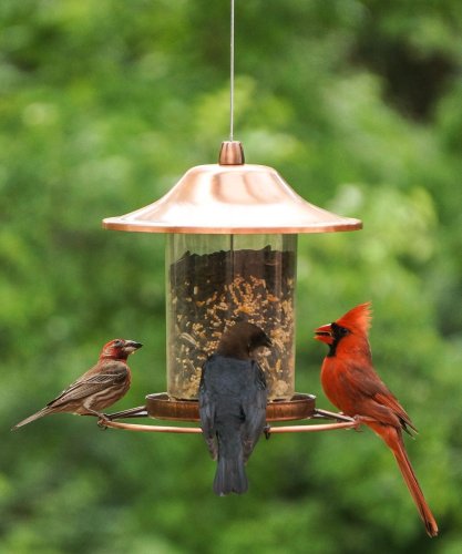 Here's how to find a bird feed that will limit infection 