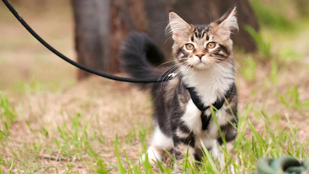 Is walking a cat on a leash cruel? A vet weighs in