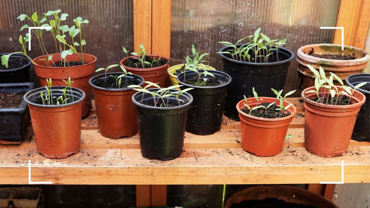 Looking to get rid of your old cracked plastic plant pots? B&Q wants to take them off your hands