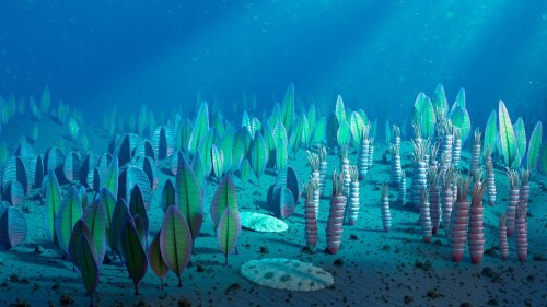 Genes of 500 million-year-old sea monsters live inside us