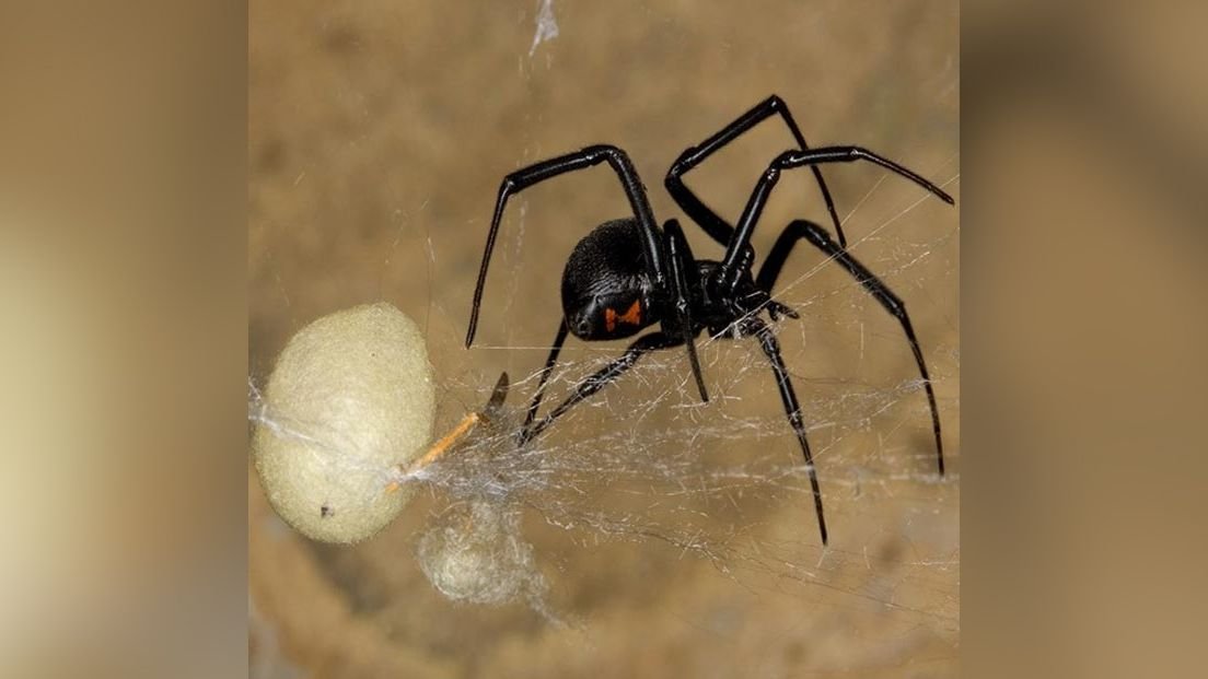 Facts About The Worlds Deadliest Spiders And Bite Statistics Flipboard