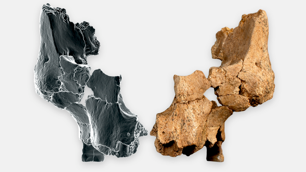 Archaeology  - cover