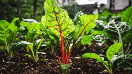 Everything you need to know about growing swiss chard