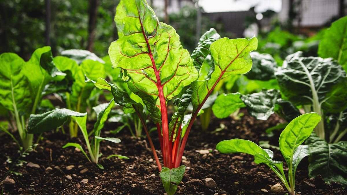 Everything you need to know about growing swiss chard