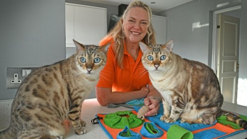 ‘Most male cats are left-handed’ and 9 other fascinating cat facts from a feline behaviorist that will blow your mind!