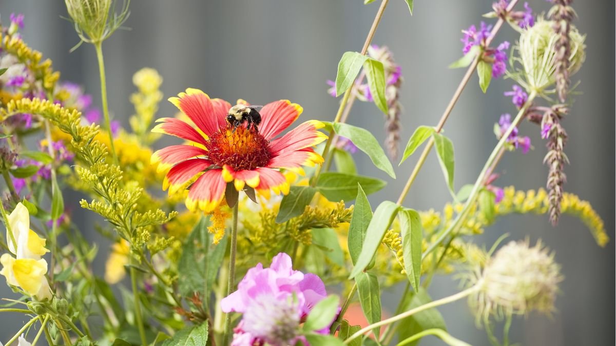 Best container plants for pollinators – 7 nectar-rich blooms for pots