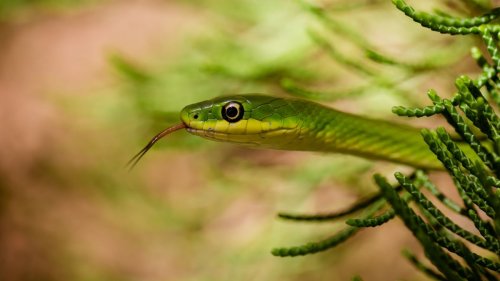 Best snake repellent plants – 15 plants to keep these reptiles away from your yard
