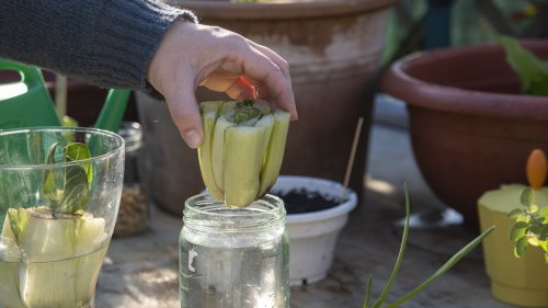 Growing celery from scraps: how to do it in 5 simple steps