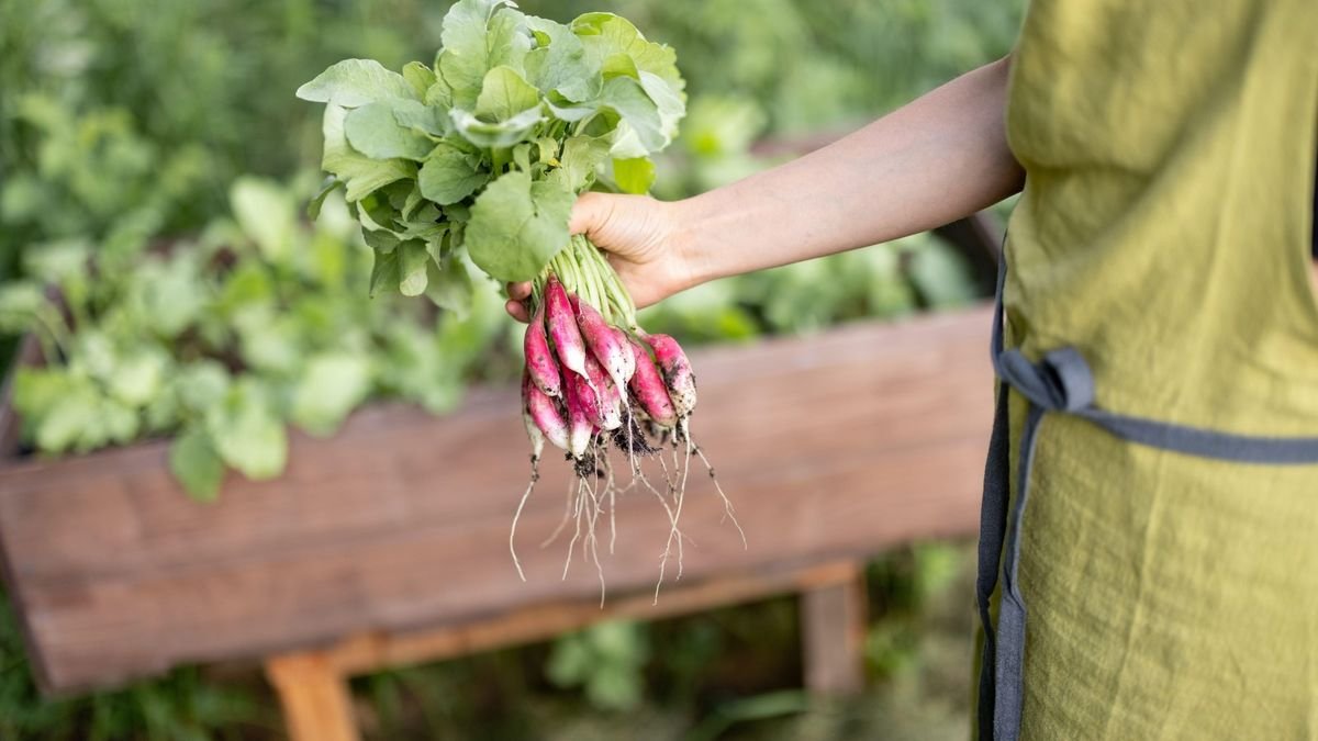 How to grow radishes in pots – key tips for success from an experienced vegetable grower
