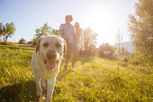 Trainer shares 6 tips for walking your dog on a long leash (without getting it caught on absolutely everything)