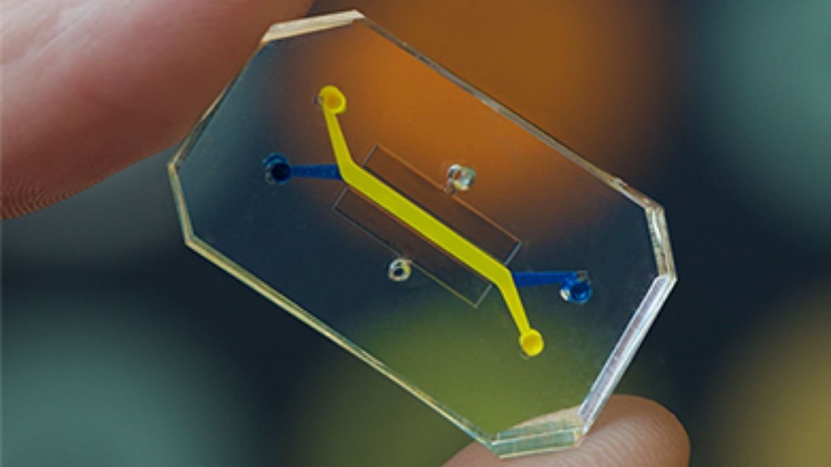 Scientists invent 1st 'vagina-on-a-chip'