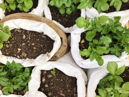 How to grow potatoes in a bag – everything you need to know