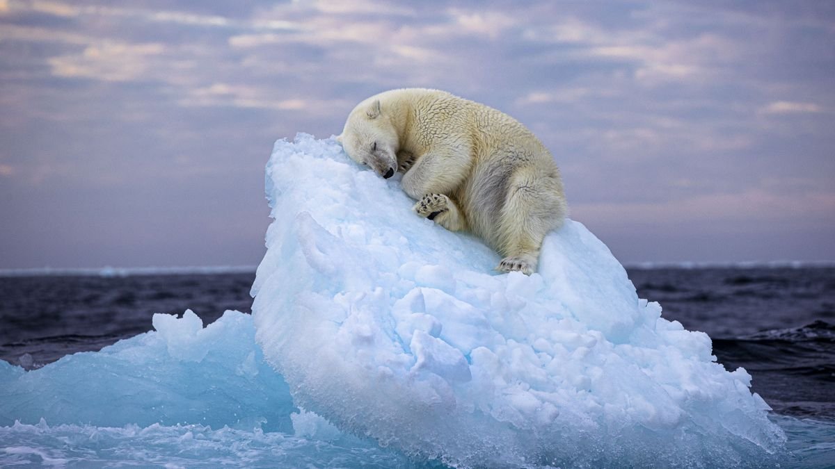 Polar bear sleeping on tiny iceberg drifting in Arctic sea captured in heartbreaking photo