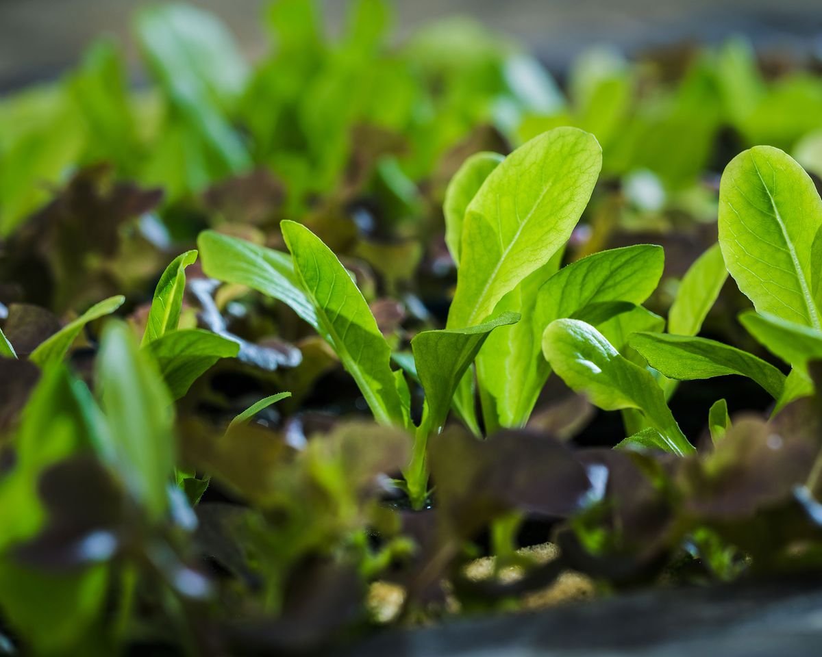 How to grow spinach in pots, indoors or in raised beds